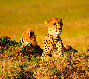 Cruceros África, tigres. SoloCruceros.com