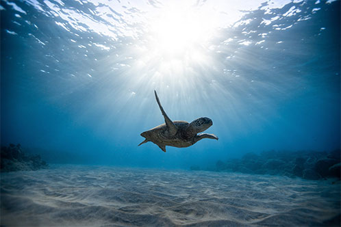 Medio Ambiente y Sostenibilidad, Oceania. SoloCruceros.com Medio Ambiente y Sostenibilidad, Oceania. SoloCruceros.com