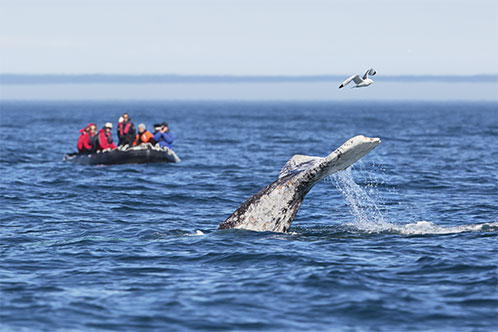 Excursiones en tierra con Silversea. SoloCruceros.com Excursiones en tierra con Silversea. SoloCruceros.com