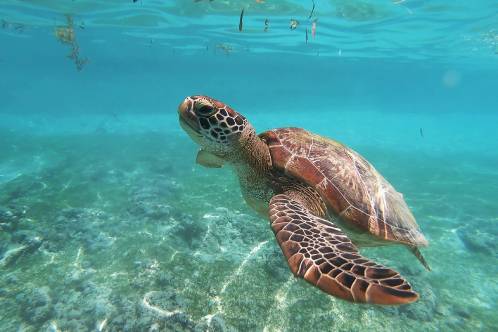 Sostenibilidad y Medio Ambiente, Virgin Voyages. SoloCruceros.com