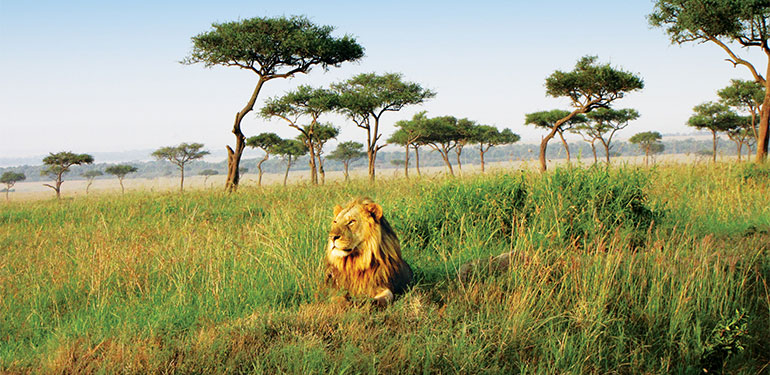 Cruceros por África, Sabana. SoloCruceros.com Cruceros por África, Sabana. SoloCruceros.com