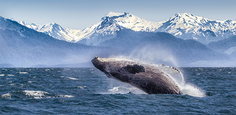 Cruceros por Alaska, disfruta de una naturaleza única. SoloCruceros.com Cruceros por Alaska, disfruta de una naturaleza única. SoloCruceros.com