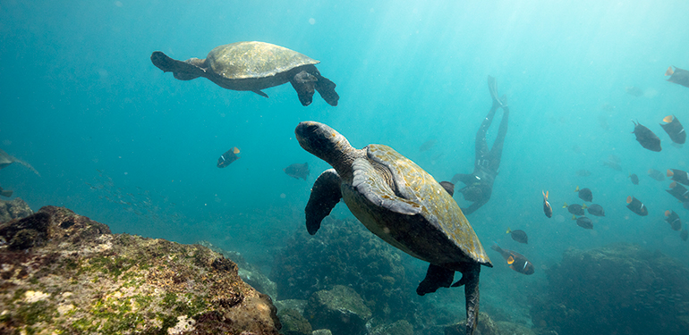 Viaje de Expedición a las Islas Galápagos, disfruta de una naturaleza única. SoloCruceros.com Viaje de Expedición a las Islas Galápagos, disfruta de una naturaleza única. SoloCruceros.com