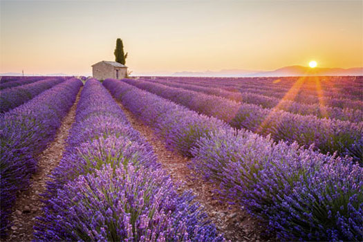 Campos de lavanda de Aix en Provence, Francia. SoloCruceros.com Campos de lavanda de Aix en Provence, Francia. SoloCruceros.com