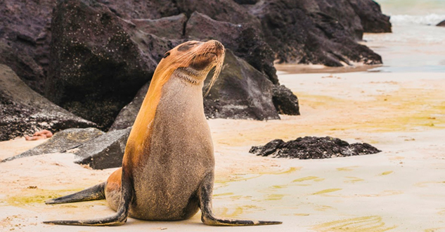 Navega por todos los océanos y mares, para conocer una infinidad de culturas y países. SoloCruceros.com