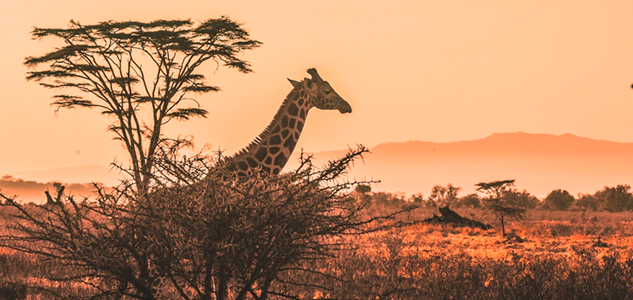 El continente africano no te defraudará. SoloCruceros.com