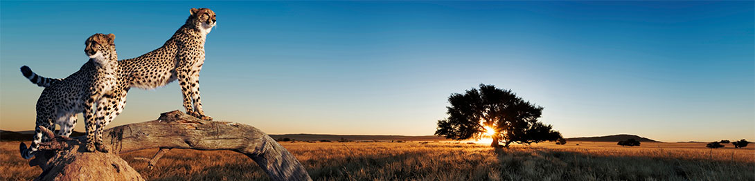 Leopardos, África . SoloCruceros.com Leopardos, África . SoloCruceros.com