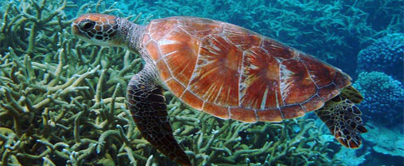 Cruceros novios por las Islas Galápagos. SoloCruceros.com