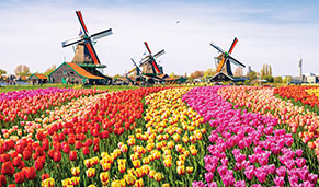 Tulipanes de Keukenhof, Ámsterdam. SoloCruceros.com Tulipanes de Keukenhof, Ámsterdam. SoloCruceros.com