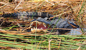 Sawgrass Park, parque nacional Everglades, Miami. SoloCruceros.com Sawgrass Park, parque nacional Everglades, Miami. SoloCruceros.com
