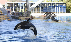Loro Parque, Tenerife, ideal para niños. SoloCruceros.com Loro Parque, Tenerife, ideal para niños. SoloCruceros.com