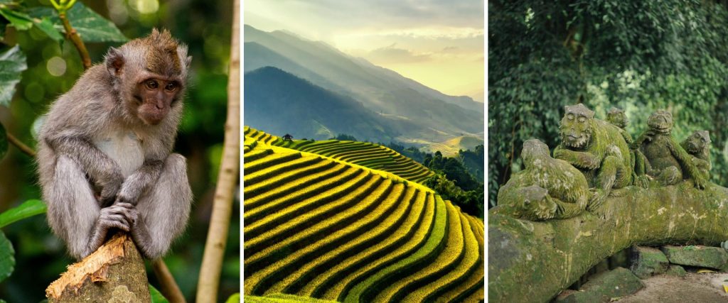 Naturaleza en Bali: arrozales y fauna salvaje en tu ruta de crucero Collage de monos y arrozales de Tegallalang, experiencias únicas en crucero por Bali