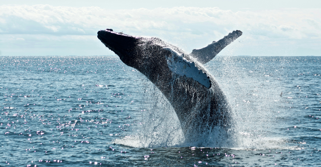 Fotografía de una ballena en el mar, avistada desde un crucero
