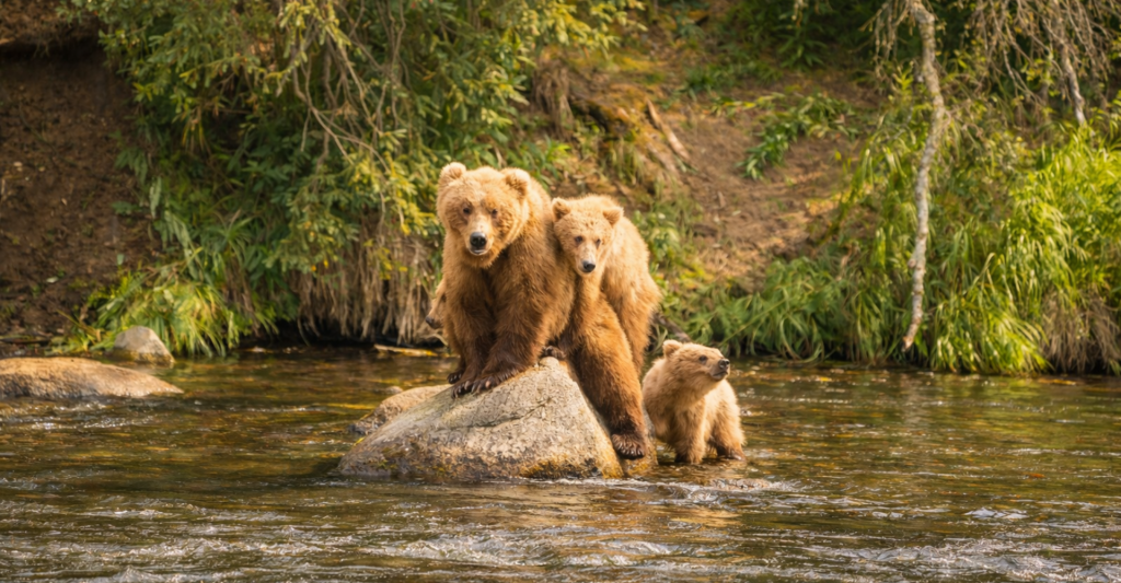 Fotografía de un oso y sus oseznos en Alaska, destino de crucero