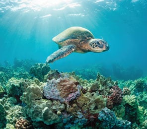 Cruceros por las Islas Galápagos. SoloCruceros.com