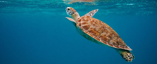 Comprometida con el medio ambiente, CroisiEurope. SoloCruceros.com