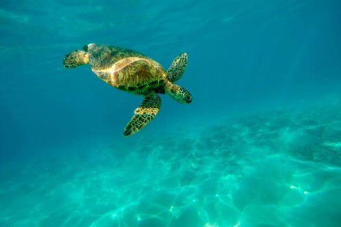 Medio ambiente MSC Cruceros. SoloCruceros.com Medio ambiente MSC Cruceros. SoloCruceros.com