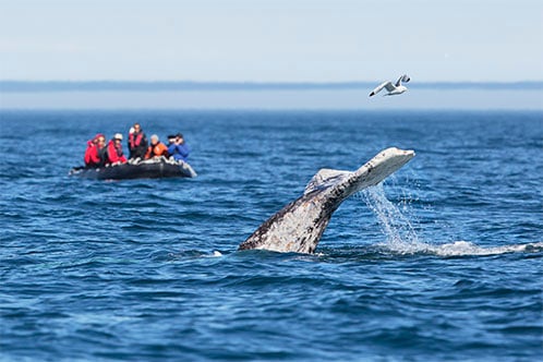 Excursiones en tierra con Silversea. SoloCruceros.com