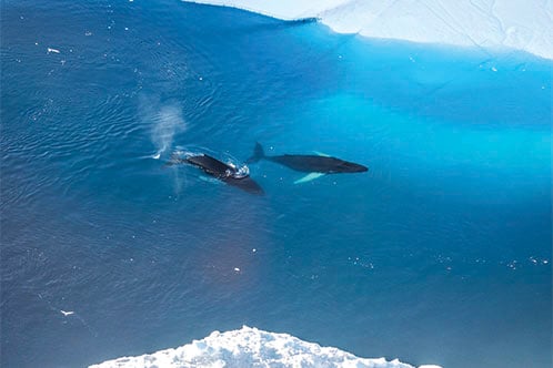 Medio Ambiente y Sostenibilidad, Silversea. SoloCruceros.com